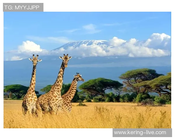 坦桑尼亚与肯尼亚的足球对决分析与展望